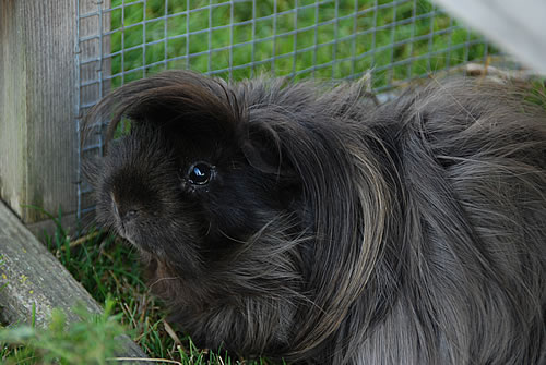 Infos der Tierarztpraxis Wyland zu Heimtieren und Meerschweinchen